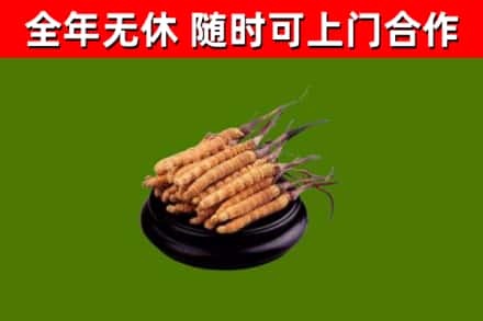 十堰回收散虫草